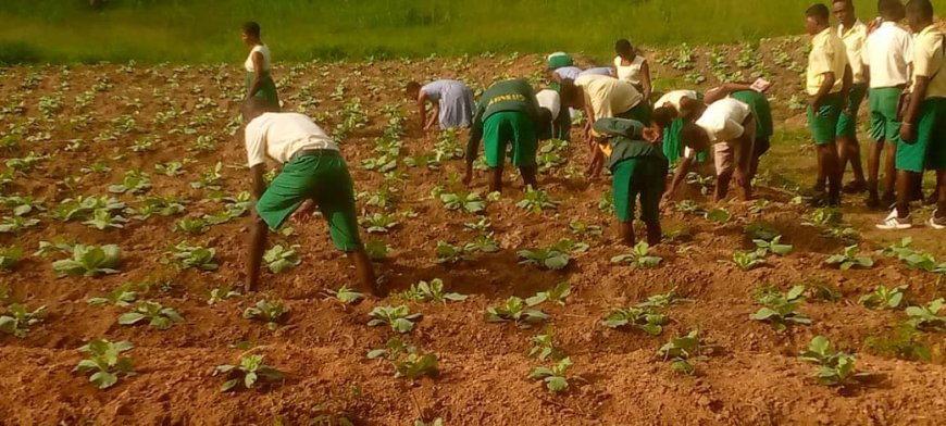 Daboase Senior High Technical School Launches Agricultural Initiative to Support School Feeding Program