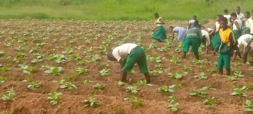 Daboase Senior High Technical School Launches Agricultural Initiative to Support School Feeding Program