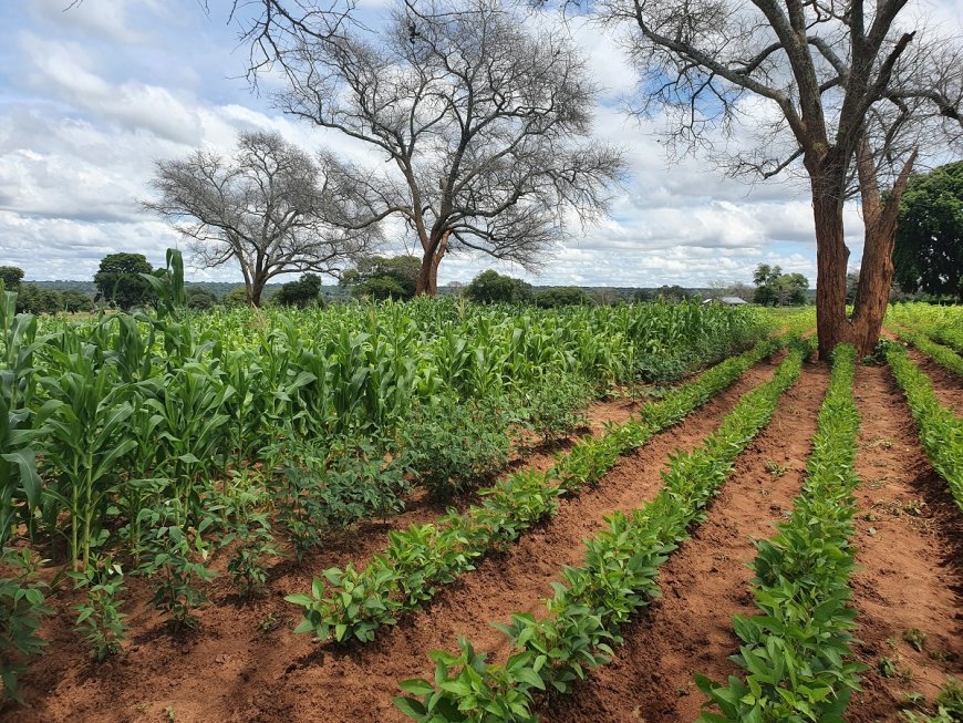 Food exports from Ghana are in jeopardy, an engineer says