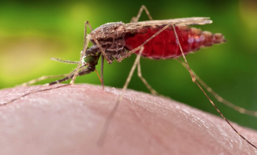 GHS: By 2028, Ghana wants to cut malaria deaths by 90%