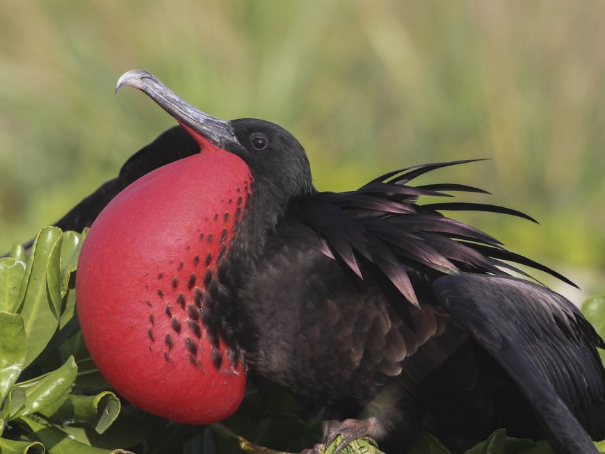 All About Frigatebirds Habitat and Food